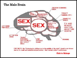brain_male_sm